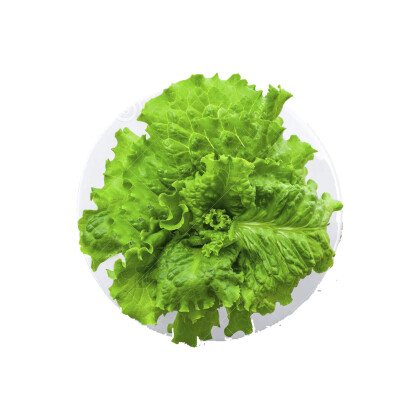 Лист салата/ 양상추 잎